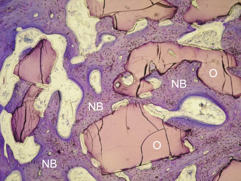 Histology — 6 months after implantation